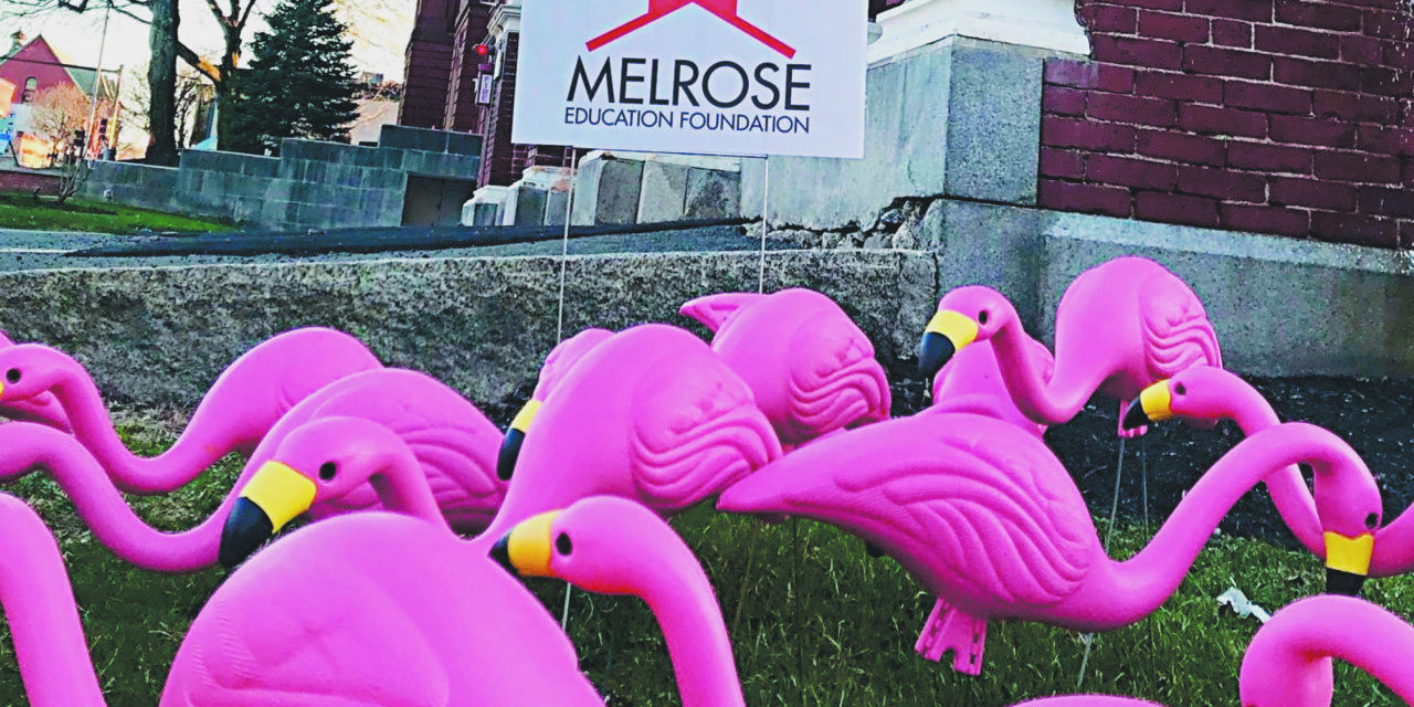 MEF celebrating Teacher Appreciation Week Here come the flamingos!