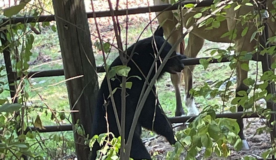 Police Dept. reports capture, relocation of black bear