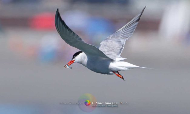 Caspian terns do a little local fishing