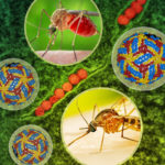 West Nile Virus August 2023