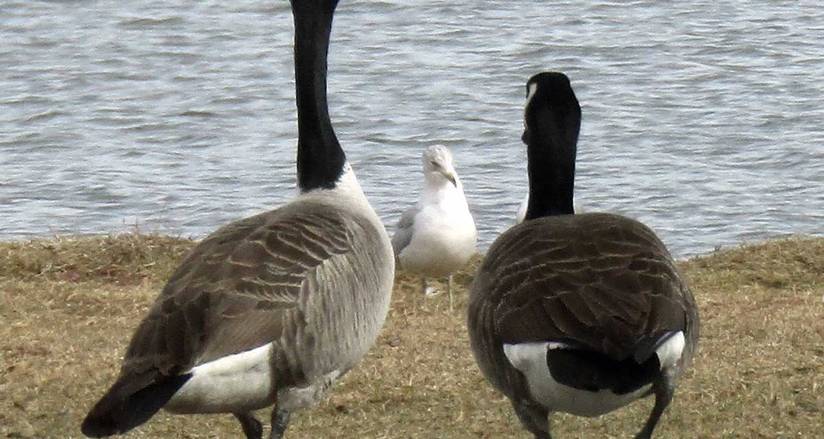Goose, goose, gull