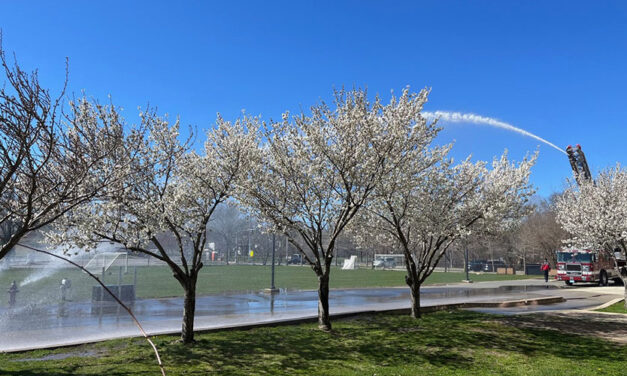 Cherry trees in bloom