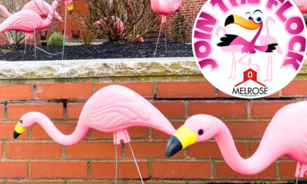 MEF’s pink flamingo fundraiser returns