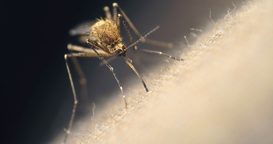 Public health presentation on mosquito and tick-borne disease prevention