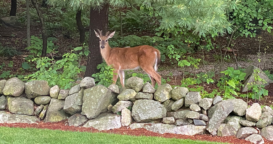 Morning visitor