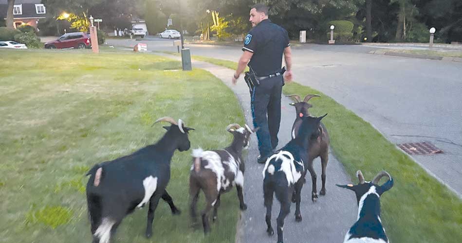 15 goats recovered after Bluejay Road escape