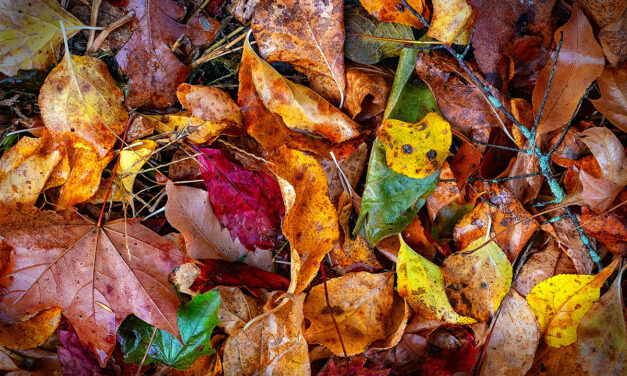 Fallen leaves