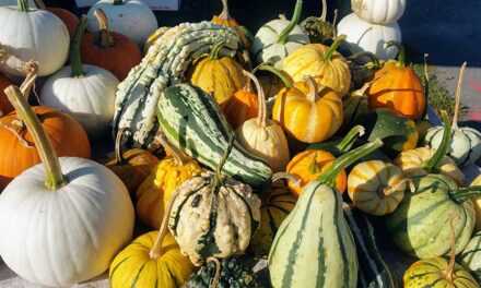 Fall season is upon the Wakefield Farmers Market