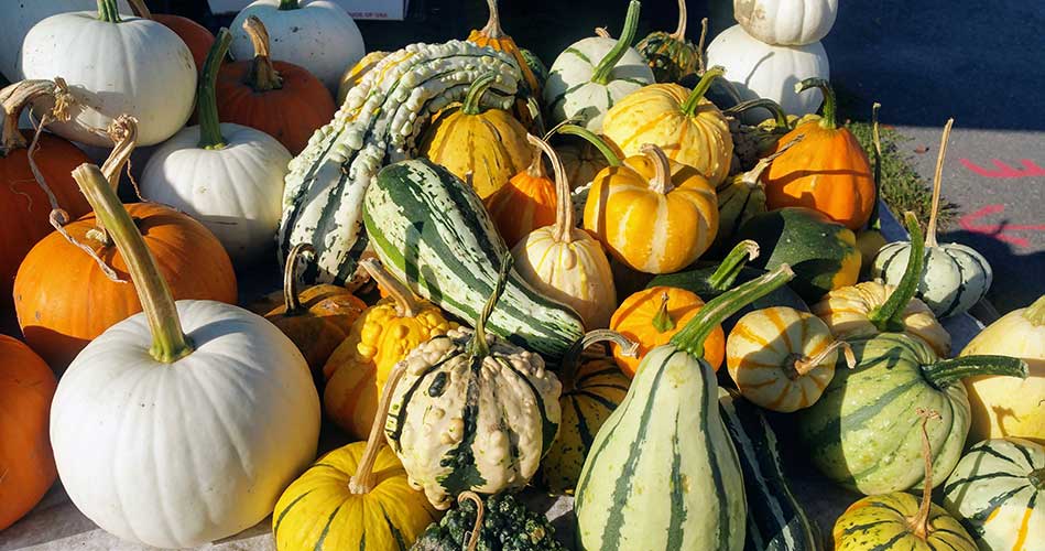 Fall season is upon the Wakefield Farmers Market