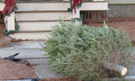 Christmas tree curbside collection schedule in Wakefield