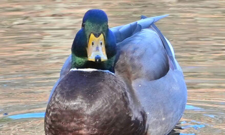 Duck floating at Pine Banks Park