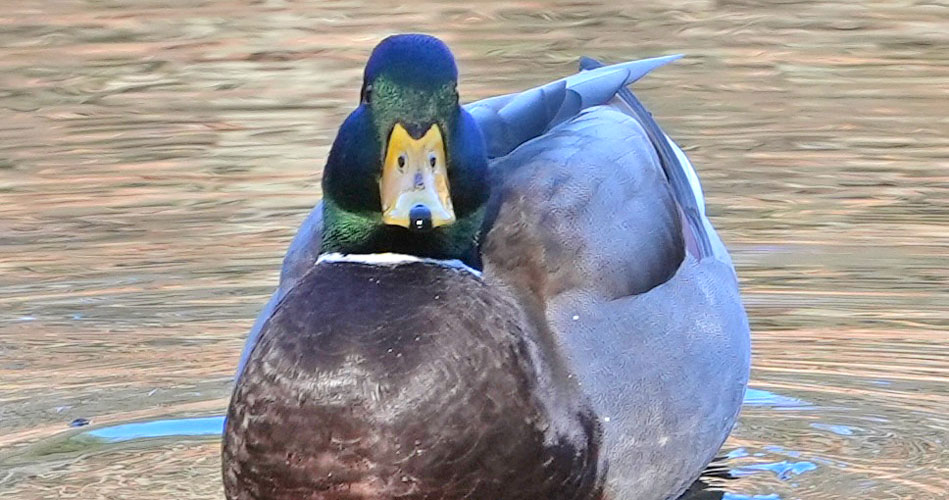 Duck floating at Pine Banks Park