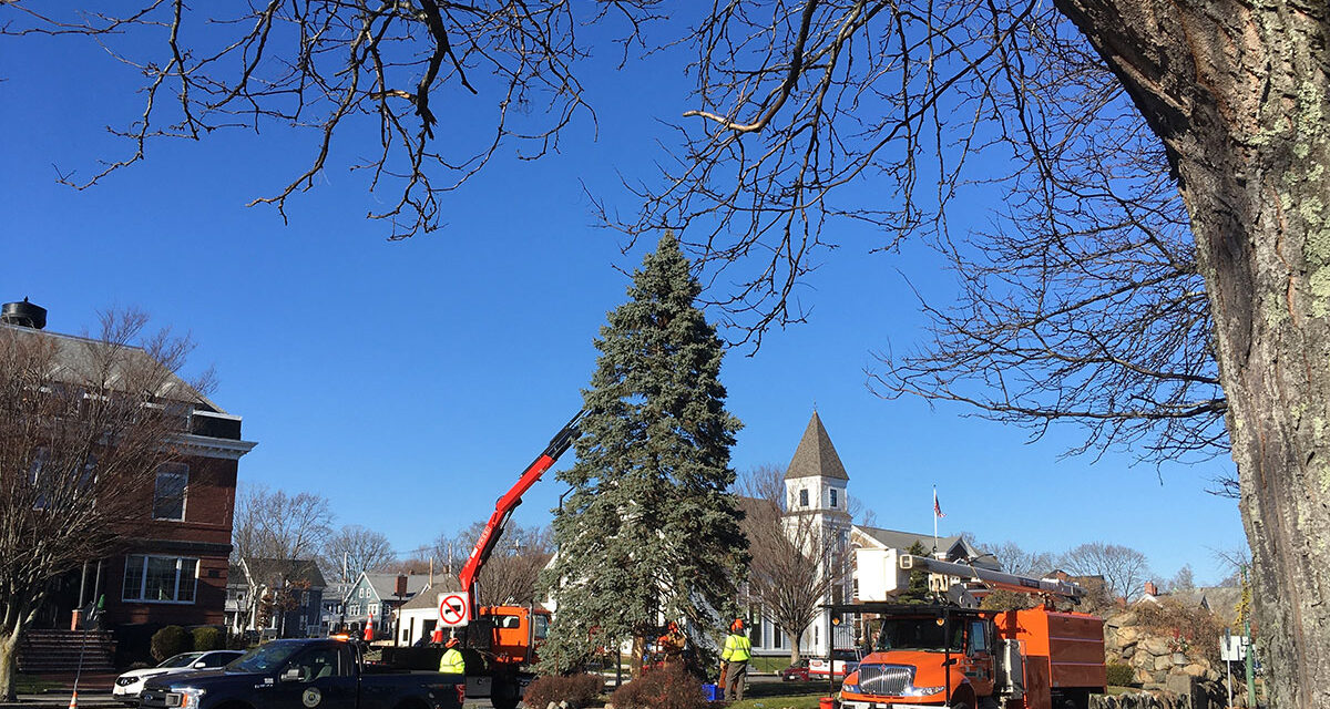 O Christmas Tree!