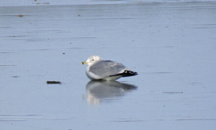 Ice gull