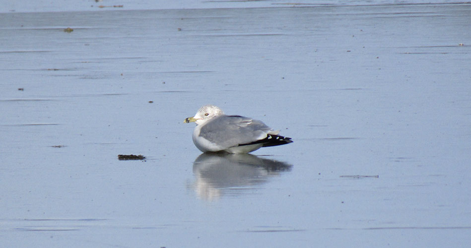 Ice gull